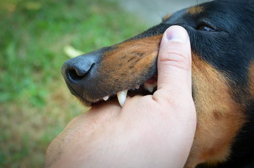 Fight Back Against Animal Attacks with Expert Legal Support | Samuel P. Moeller, PLLC